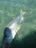 dania-beach-snook.jpg