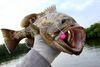 dongrouper2012lemay.JPG
