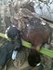 ducks1.JPG