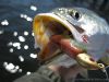 feb-trout-02.jpg