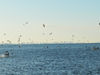fish-busting--web-res.jpg