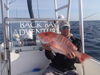 fish2012_0061.jpg