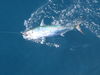 fish2012_019.jpg