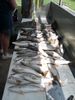 fish_smorgasbor.JPG