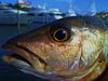fishincm_007.JPG