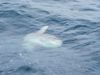 fishing_12310_Sunfish.JPG