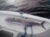 fishing_charters_pensacola_beach_6.jpg