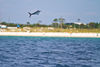 fishing_guides_panama_city_8518.jpg