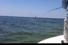 flipping_tarpon1.JPG