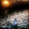 florida_keys_sunset_tarpon_fishing_2018.jpg
