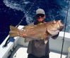 florida_keys_yellow_edge_grouper.jpg