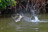 fly-fishing-snook-jump.jpg