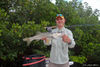 fly-fishing-tampa-snook.jpg