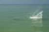 fly-fishing-tarpon-st-pete.jpg