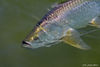 fly-in-mouth.jpg