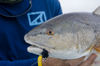 fly-redfish-up-close-2.jpg