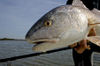 fly-redfish-up-close.jpg