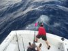 frenchy_sailfish10-7-11_006.JPG