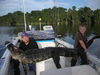 gators_2012_009.JPG