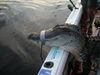gators_2012_023.JPG