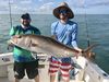 giant-amberjack.jpg