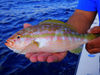 gilcyberyellowtail.JPG