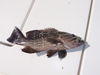 grouper5.jpg