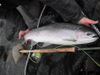 how-to-catch-steelhead-nov-5_2011.JPG