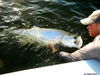 jasonreleasetarpon.JPG