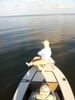 john_big_tarpon.JPG