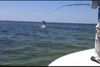 jumping_tarpon.JPG
