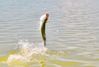 jumping_tarpon2.jpg