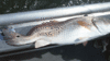 june-rb-16.gif