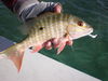 kencollettepix_017.jpg