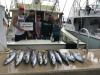 kingfish21.jpg