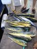 mahi_mahi3.jpg