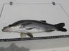 march_april_2008_018_600_x_450_.jpg