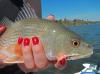 nail_polish_redfish.jpg