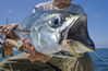 oct-_09-fly-bonito.jpg