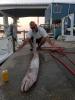 pensacola_beach_fishing.jpeg