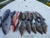 pensacola_fishing_charters1.jpg