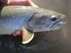 pittriver27bulltrout.JPG