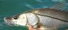 ponce_inlet_nearshore_inshore_fishing_charters.jpg