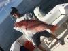 ponce_inlet_offshore_fishing_charters_deep_sea__2_.JPG