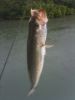 raintrout.jpg