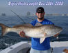 redfish_12_28_08.jpg