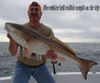 redfish_big_12_28_08.jpg