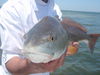 redsnook_025.jpg