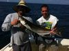 s_1304243710sharkkkkkkkkkkkkkkkkkkkkkkk_an_cobiaaaaaaaaaa_010.jpg