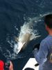 s_1304243710sharkkkkkkkkkkkkkkkkkkkkkkk_an_cobiaaaaaaaaaa_012.jpg